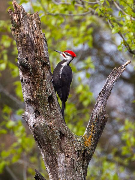 Pileated Woodpecker