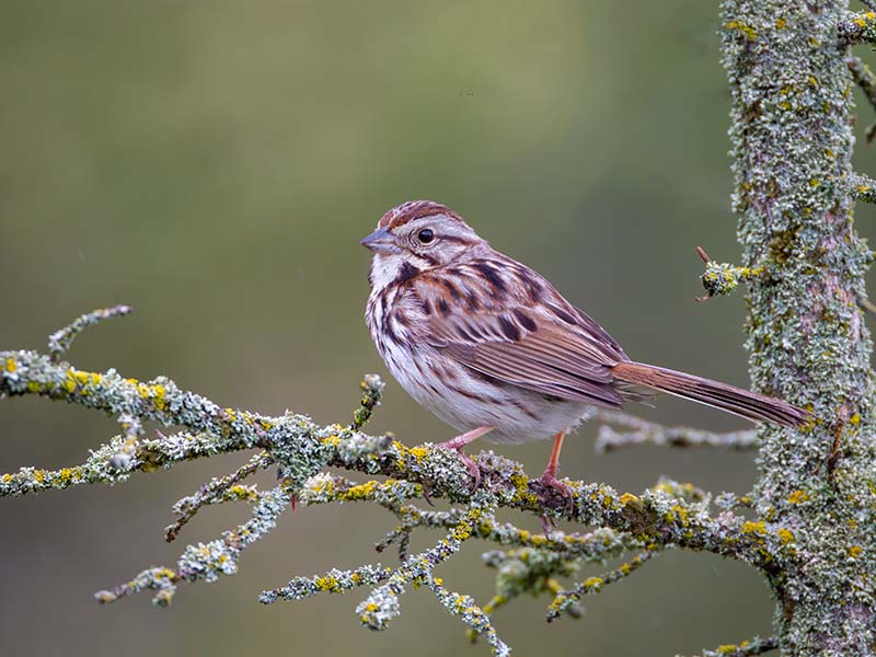 Song Sparrow