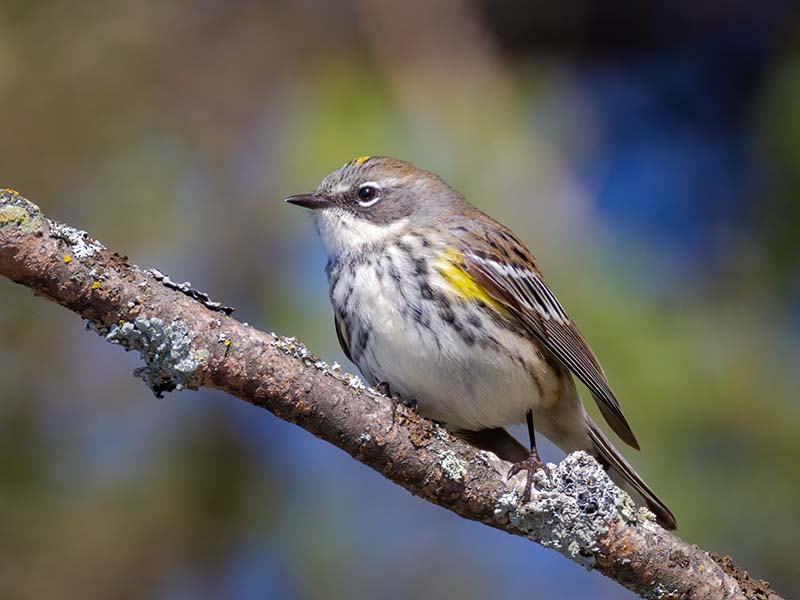 Yellow-rumped Warbler Female_