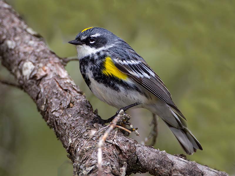 4Yellow-rumped Wabler