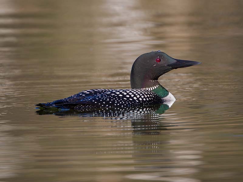 Common Loon