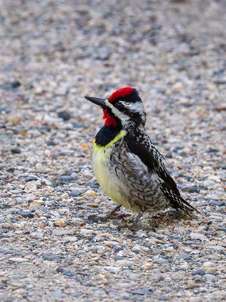 4Yellow-bellied Sapsucker