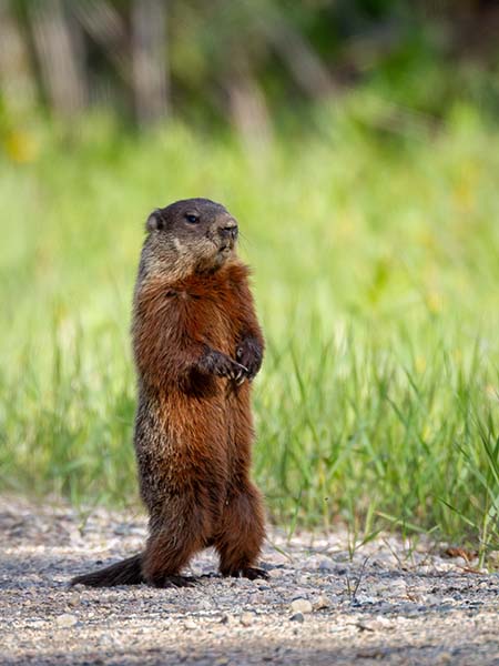 Woodchuck