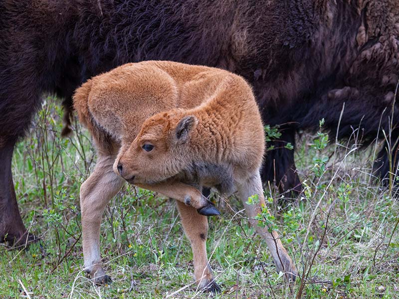American Bison Calf