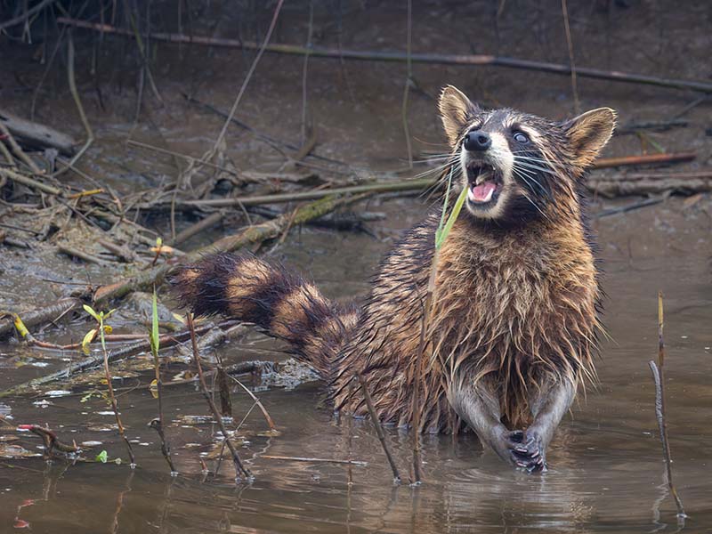 Racoon