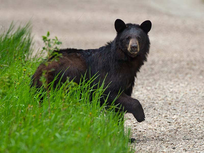 Black Bear