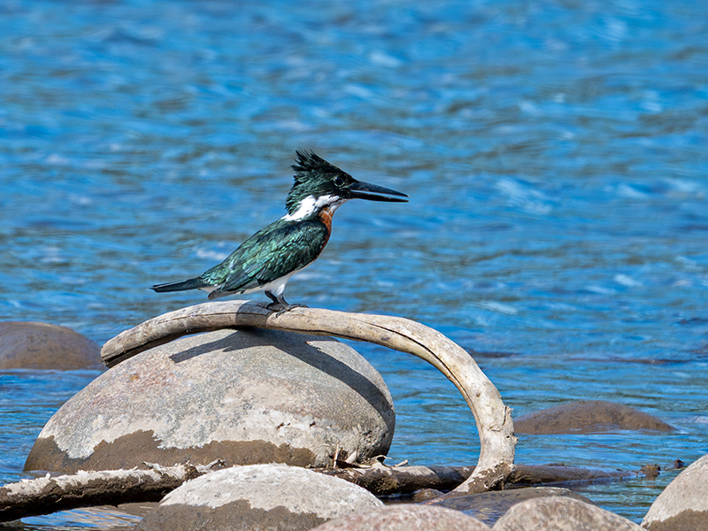 Amazon Kingfisher