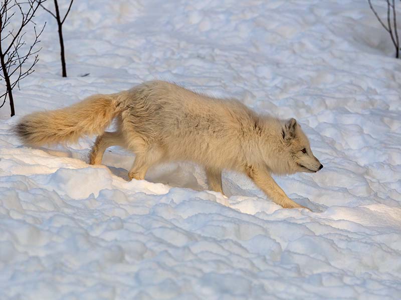 Artic Fox