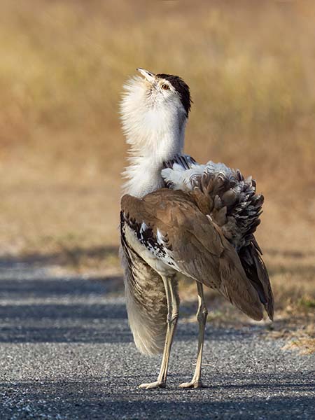 Australian Bustard (Male)
