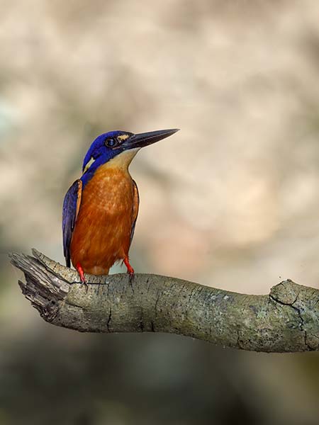 Azure Kingfisher