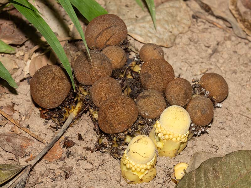 Balanophora Fungosa