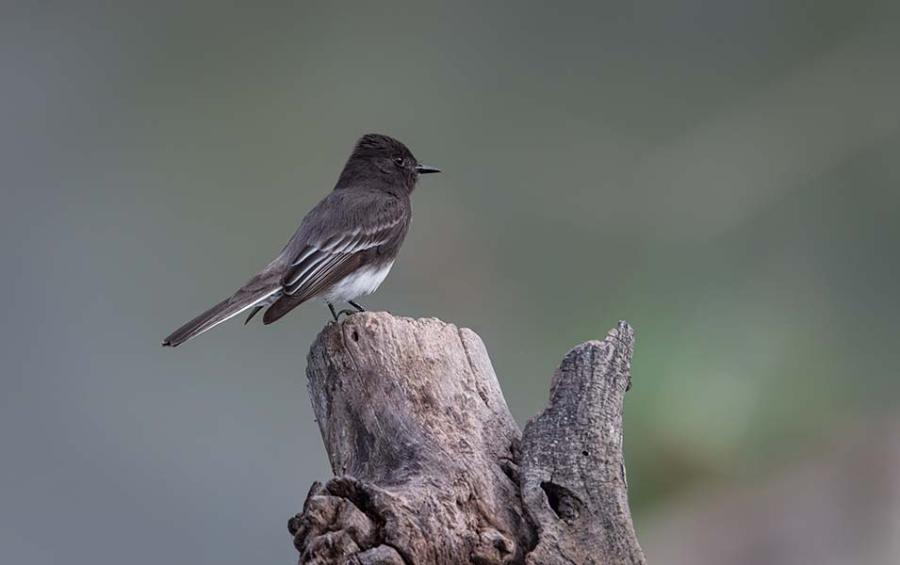 Black Phoebe
