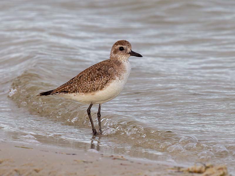 Black-bellied Plover