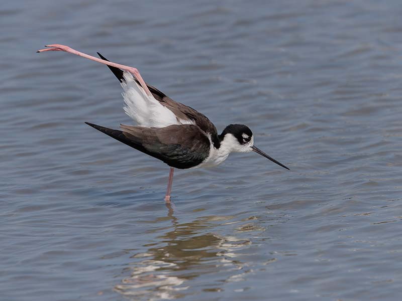 Black-necked Stilt