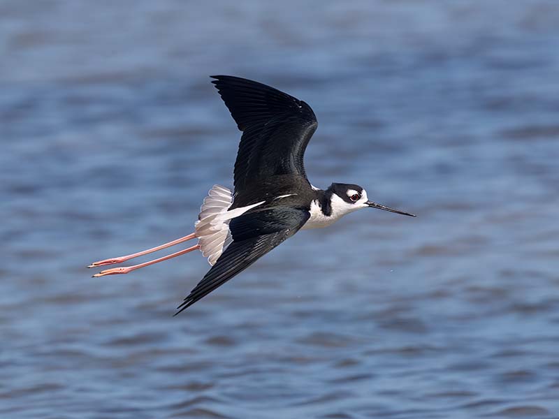 Black-necked Stilt