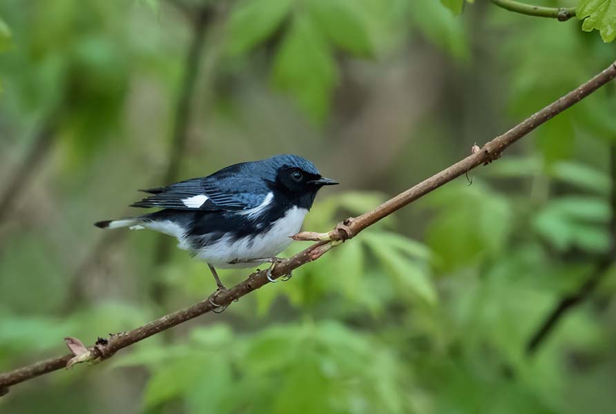 Black-throated Blue Warbler