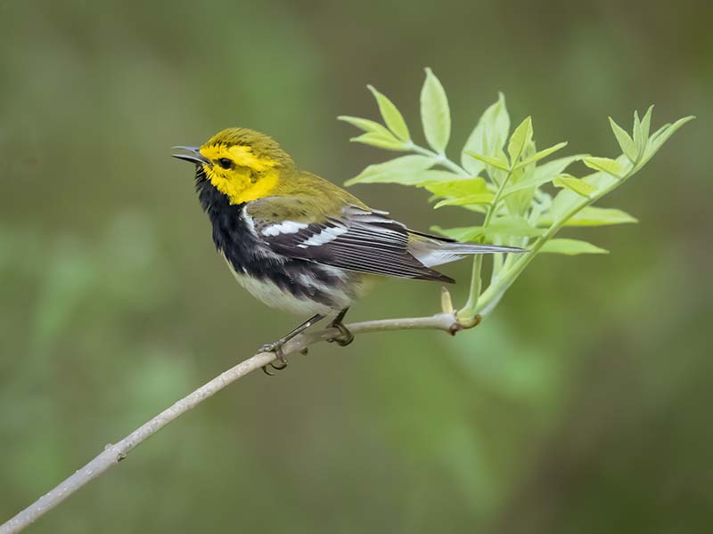 Black-throated Green Warbler