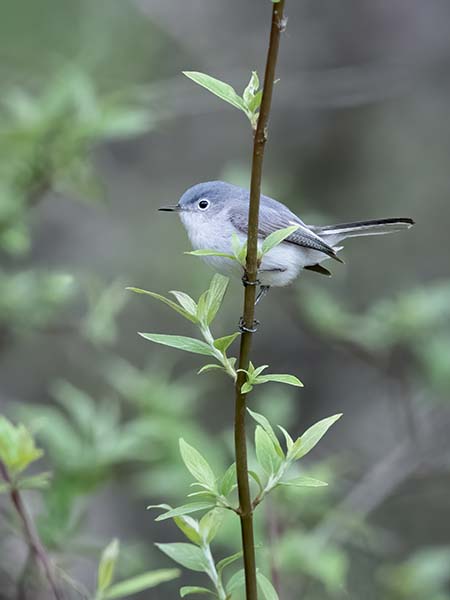 Blue-gray Gnatcatcher