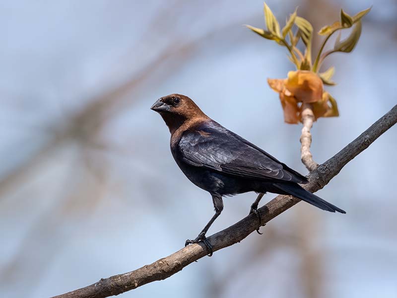 Brown-headed Cowbird