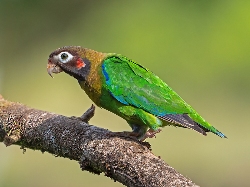 Brown-hooded Parrott