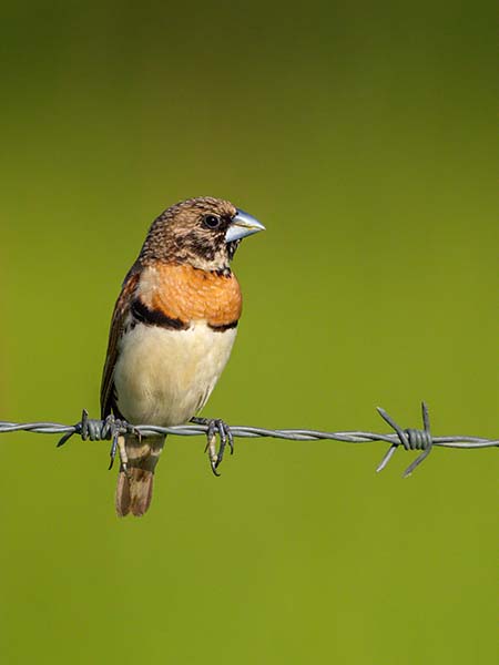 Chestnut-breasted Mannikin