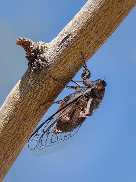 Cicada