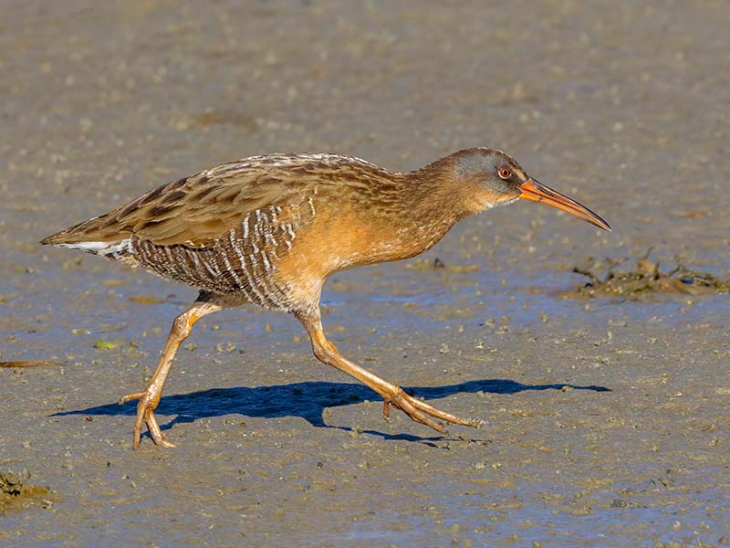 Clapper Rail