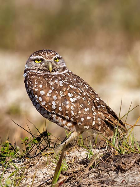 Burrowing Owl