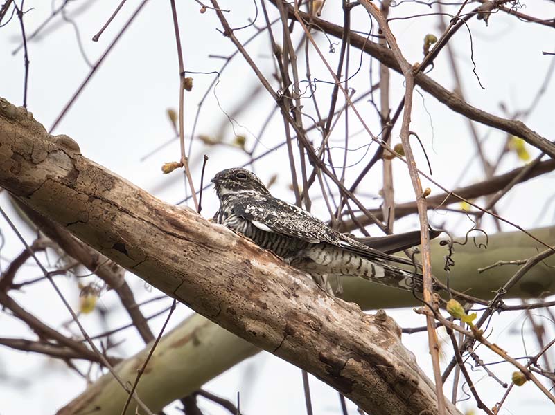 Common Nighthawk