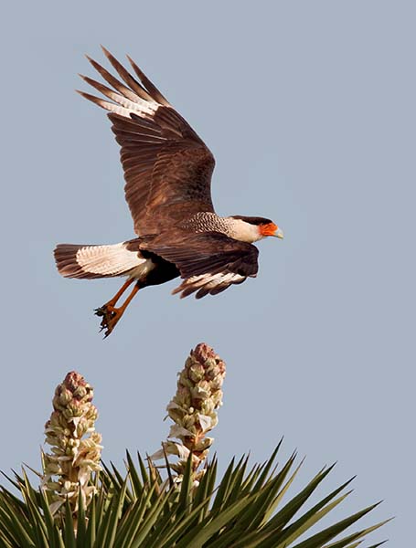 Crested Caracara