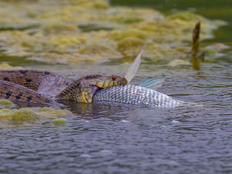 Diamondback Water Snake