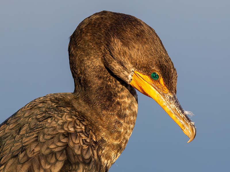 Double-crested Cormorant