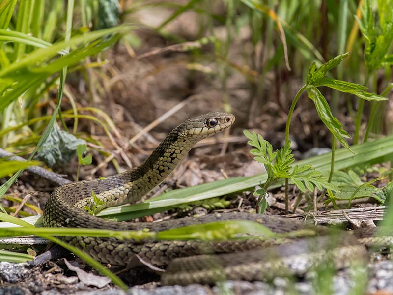 Eastern Garter Snake