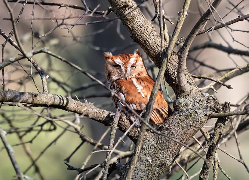 Eastern Screech Owl (adult red male)
