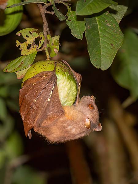 Eastern Tube-nosed Bat