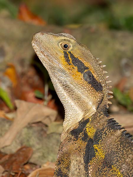 Eastern Water Dragon