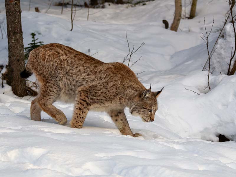 European Lynx