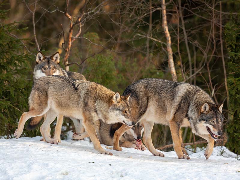 European Wolf