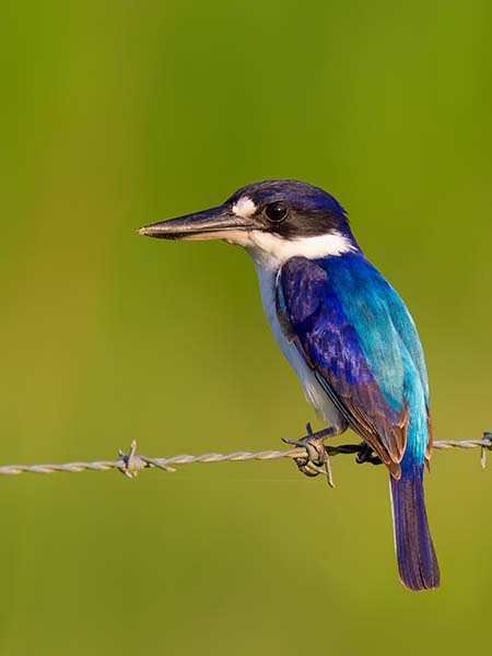 Forest Kingfisher