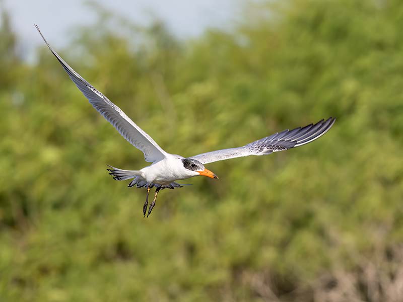 Forster's Tern