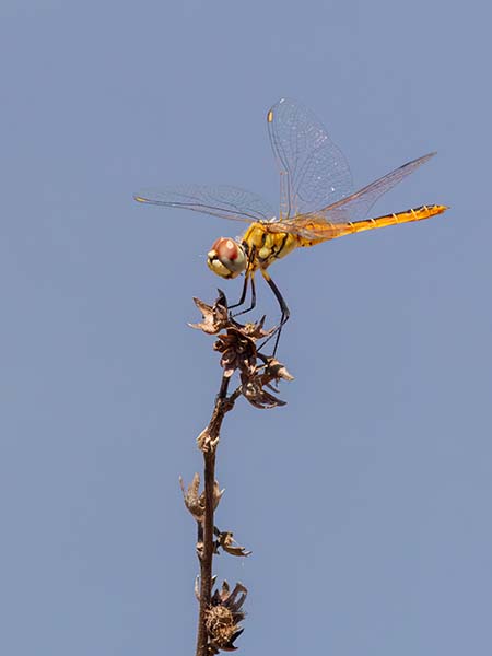 Golden Dragonfly
