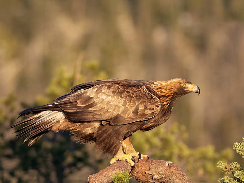 Golden Eagle