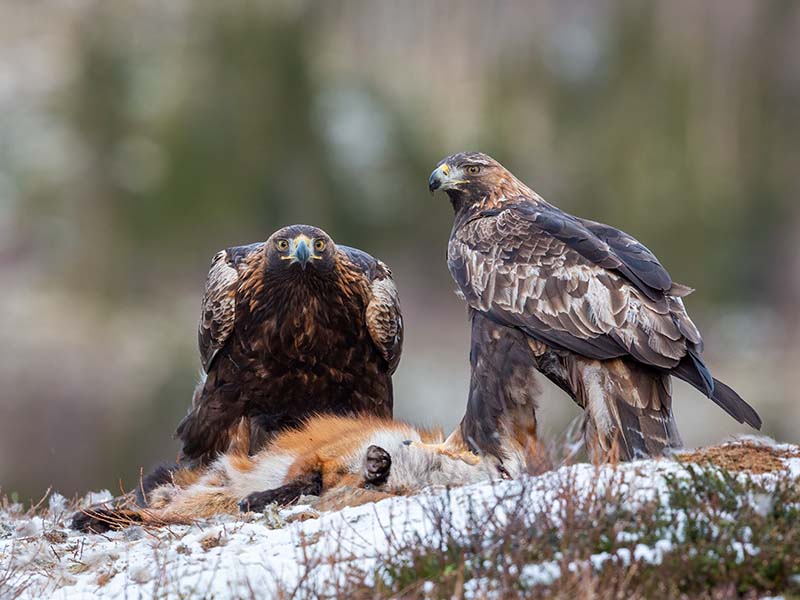 Golden Eagles