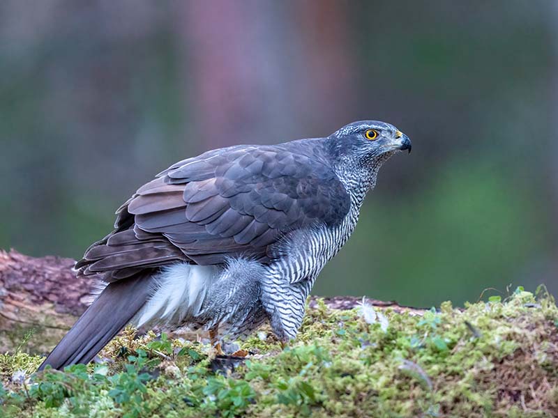 Goshawk Adult