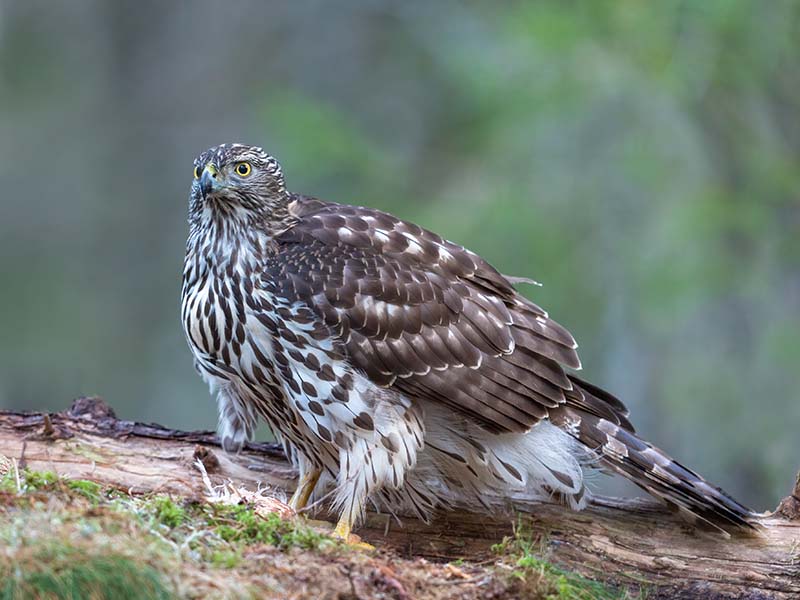 Goshawk Juv