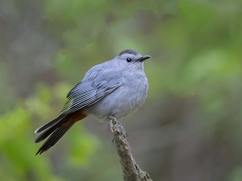 Gray Catbird