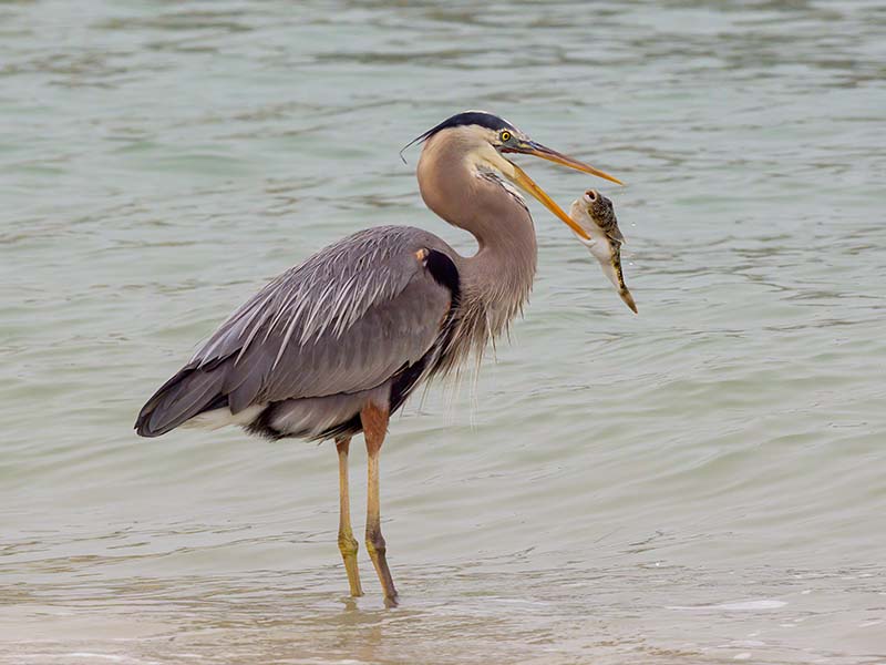 Great Blue Heron