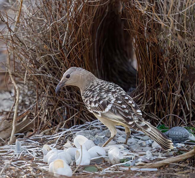 Great Bowerbird