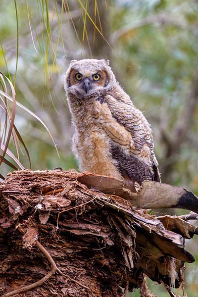 Great Horned Owl Chick