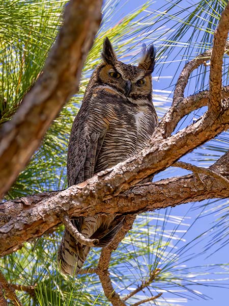 Great-horned Owl